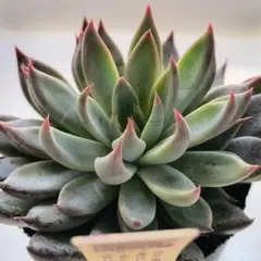 2025年最新】青鬼 多肉の人気アイテム - メルカリ