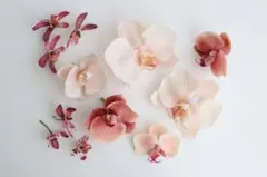 【訳あり】ソフトピーチ胡蝶蘭のヘアパーツセット　結婚式　前撮りコチョウラン