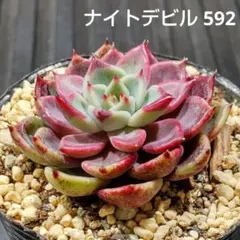ナイトデビル 592 エケベリア 多肉植物 抜き苗