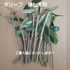 オリーブ 挿し木用枝 3本 約20cm - メルカリ