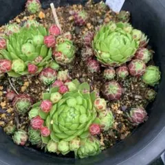 多肉植物 センペルビウム パッショナータ 3つ - メルカリ