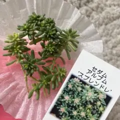 ◎アルブム　斑入り　ベッラディンベルノ 【スプレンドレ】カット苗　セダムオマケ付