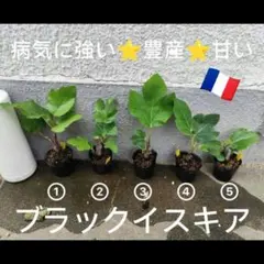 2026年最新】いちじく台木の人気アイテム - メルカリ