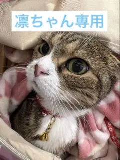 天然石 トロレアイト 天使ネコ ハート リボン トロレアイト 