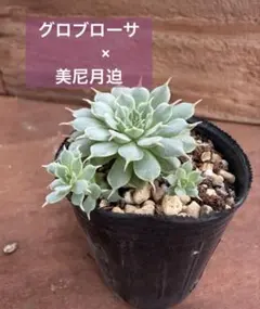 ꕤ**様 多肉植物 グロブローサ×ザラゴサ イエロータイプ はっちさん苗