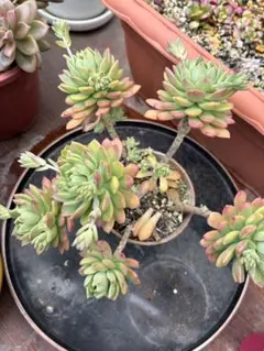 マッコス 多肉植物 カット苗 4カット - メルカリ