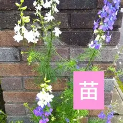 ラークスパー 苗 3本 - メルカリ
