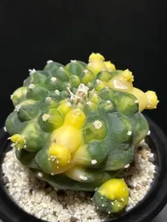 2025年最新】銀冠玉錦の人気アイテム - メルカリ