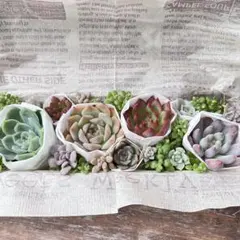 エケベリアカット苗 多肉植物