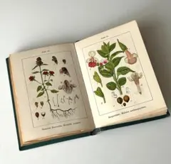 2026年最新】植物図鑑 アンティークの人気アイテム - メルカリ
