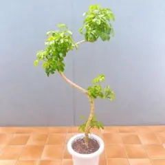 現品 フィカス ゴムの木 アルテシマ 曲り 36番 観葉植物 インテリア