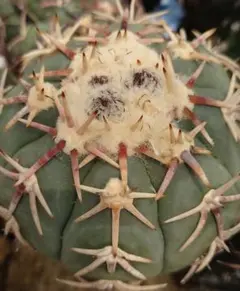 masa様 リクエスト 5点 まとめ商品