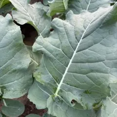 Item thumbnail for item a3dcf7cf-a5f7-4328-aa2d-83ca22f64c99