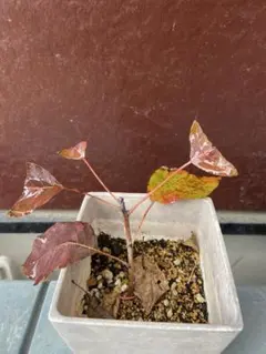 現品】大株 b6 スモークツリー 5号 グレース 園芸ネット本店｜スモーク