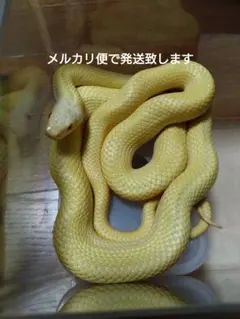 2025年最新】アオダイショウ 抜け殻の人気アイテム - メルカリ