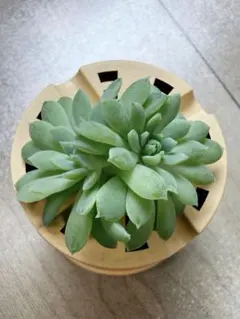 M*i様 ミックスベリア　おらいさん苗　ちょこん　カット苗