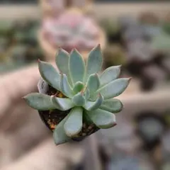 ホーリンゼ×コロラータアテマハック札付きポットごとメルカリ便ルイパパさん苗 2025年最新】コロラータアテマハックの人気アイテム - メルカリ