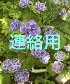 犬服ハンドメイド♡エマたん♡商店様専用 - メルカリ