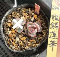 2026年最新】龍鱗蓮華の人気アイテム - メルカリ