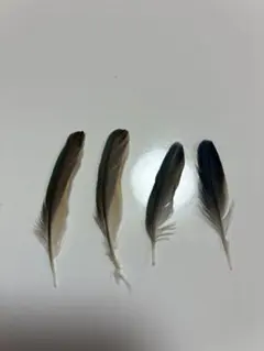 J-27】天然 鳥 羽・羽根 5枚☆消毒済☆ - メルカリ