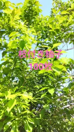 자연 재배한 신선한 유자, 가지, 잎, 제비꼬리, 나비 사료