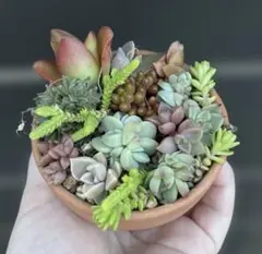 多肉植物　詰め合せ　寄せ植え　セット