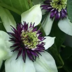 花 苗 クレマチス てっせんのサムネイル