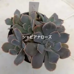 2025年最新】シャビアナの人気アイテム - メルカリ