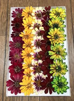 NELLY. 他アプリでも出品中様 リクエスト 2点 まとめ商品