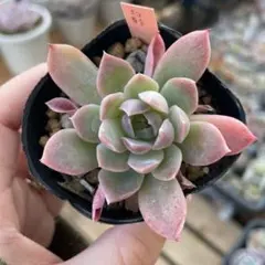 幻影 多肉植物 エケベリア