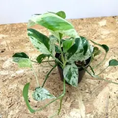 TY苗 ♥️白蓮華×ノバヒネリアナ♥️多肉 抜き苗 とっちゃん よめちゃん TY苗 ♥️白蓮華×ノバヒネリアナ♥️多肉 抜き苗 とっちゃん