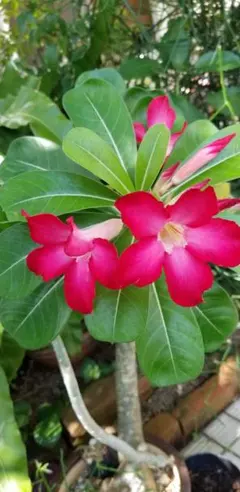 2026年最新】アデニウムの人気アイテム - メルカリ