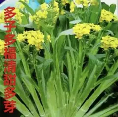 Kazoo8162様 リクエスト 2点 まとめ商品