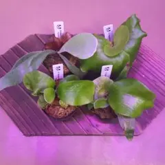 2025年最新】ビカクシダ 胞子 セットの人気アイテム - メルカリ