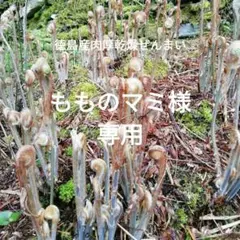 新物 徳島産肉厚乾燥ぜんまい 超極太 上物 500g 山菜ゼンマイ 野菜