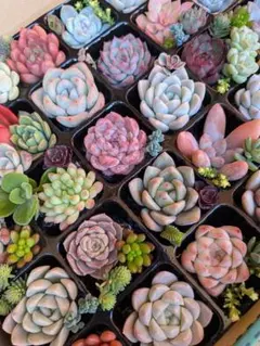 多肉植物カット苗　詰め合わせ⑤