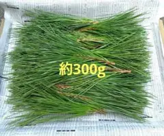 2025年最新】黒松 枝の人気アイテム - メルカリ