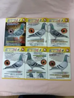 レース鳩 1968-1987 9冊セット レース鳩 1968-1987 9冊セット レース鳩 1968-1987 9冊セット 2025年