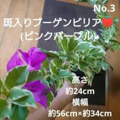 ブーゲンビリア　斑入り　希少　No972 　らくらくメルカリ便発送‼️ ブーゲンビリア 斑入り 希少 No972 らくらくメルカリ便発送