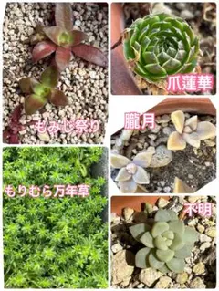 2026年最新】朧月 多肉植物の人気アイテム - メルカリ