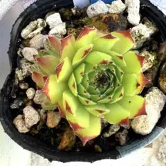 多肉植物 センペルビウム ストロベリーキウイ No.155【青】 - メルカリ