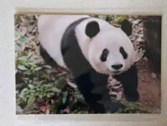 Item thumbnail for item 3775c7ae-8a42-4248-ba90-48fe142e50be