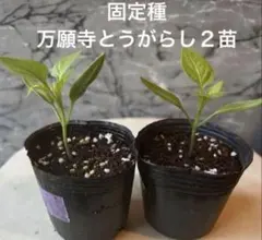 Miyazo様 リクエスト 3点 まとめ商品