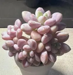 o*o様 1102新入荷　絡神　エケベリア　多肉植物　撮影12月22日