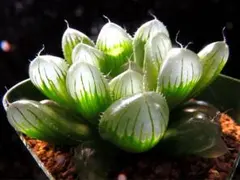 6104 大型美窓ピリフェラ　多肉植物 ハオルチア アロエ