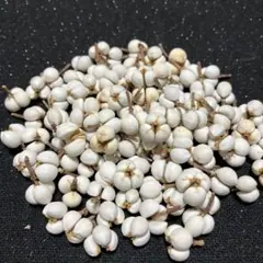 ナンキンハゼ ヘッド100個　C