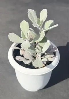 ファームパルク クレムシャンティ 葉挿し 多肉植物 ③ - メルカリ