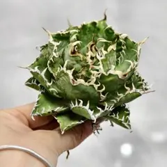 現物写真掲載　スーパーチタノタ　カクタス産 Yahoo!オークション - アガベ チタノタ スーパーチタノタ 胴切り