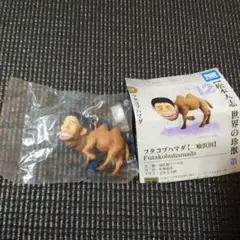 2025年最新】世界の珍獣 松本人志の人気アイテム - メルカリ