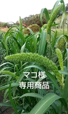マコ様 専用商品